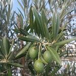 Olea europaeaFruto