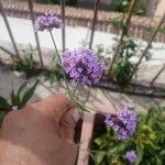 Verbena bonariensisFlors