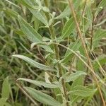 Solidago speciosa Кора