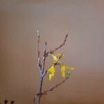 Forsythia suspensa Квітка