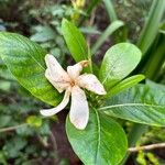 Gardenia taitensis Цвят