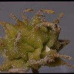 Abronia latifolia Plod