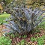 Encephalartos lehmannii Hoja