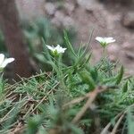 Arenaria montanaFlower