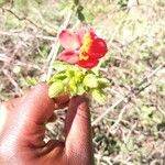 Hibiscus aponeurus Flor