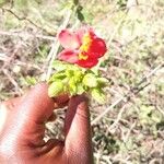 Hibiscus aponeurus Blüte