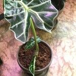 Alocasia sanderiana 葉