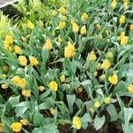 Tulipa sylvestris 花