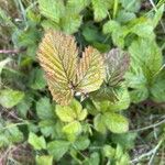 Rubus ferus Folha