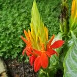 Aphelandra aurantiaca Çiçek