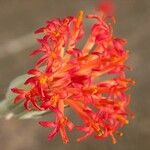 Kleinia stapeliiformis Flor