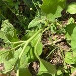 Solanum dimidiatum Bark