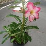 Adenium multiflorum Цвят