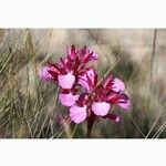 Anacamptis papilionacea Цвят