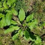 Plantago major葉