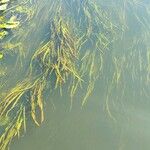 Vallisneria spiralis Likasa