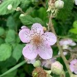 Rubus ulmifoliusKvět