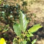 Rhamnus prinoides List