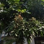 Dimocarpus longan Froito