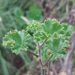 Pelargonium englerianum Leaf