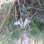 Vicia americana Flower