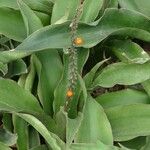 Sansevieria hyacinthoides Fruto