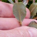 Salix repens Blatt