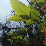 Psittacanthus rhynchanthus Hostoa