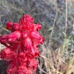 Sarcodes sanguinea Flower