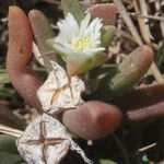 Delosperma napiforme Arall