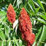 Rhus typhinaফুল