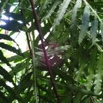 Filicium decipiens Leaf