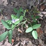 Clitoria mariana Hábitos