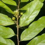 Casearia arborea Hoja