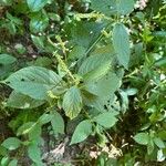 Achyranthes bidentata Fruit