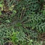 Cirsium muticum Habit