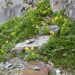 Adonis pyrenaica Habitus