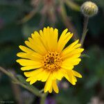 Madia elegans Flower