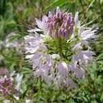 Cleome serrulata Kukka