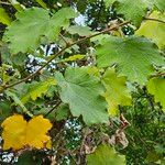 Rubus alceifolius Liść