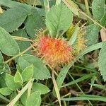 Rosa villosa Leaf