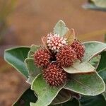 Codia triverticillata Flor