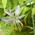 Anthericum ramosum Floare