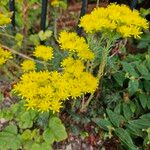 Petrosedum rupestre Συνήθη χαρακτηριστικά