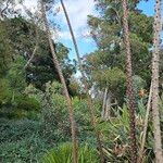 Agave geminiflora Corteza