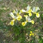 Iris orientalis Lorea