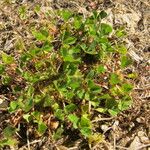 Trifolium suffocatum Costuma