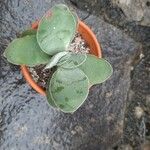 Crassula cotyledonis Leaf