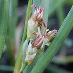 Juncus heterophyllus Frukt