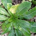 Lactuca virosa Alkat (teljes növény)